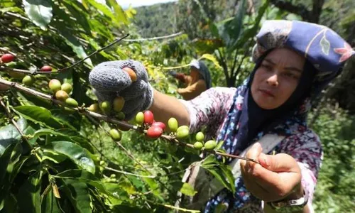 Festival Panen Kopi di Sekeping Surga Dunia untuk Memajukan Kebudayaan