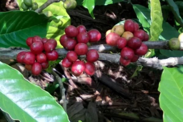 Kopi Agroforestri, Wajah Baru Kopi Indonesia