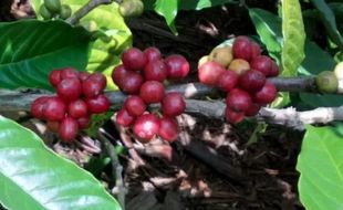 Kopi Agroforestri, Wajah Baru Kopi Indonesia