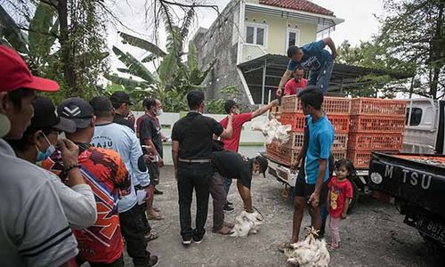 Kampanye Konsumsi Daging, Pinsar Jateng Bagikan Ayam Gratis di Karanganyar