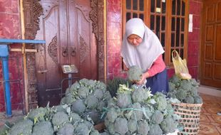 Harga Brokoli Sangat Menyedihkan, Petani Selo Boyolali Curhat Begini