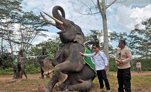 Hore! Semarang Zoo Segera Kedatangan 2 Gajah Sumatra