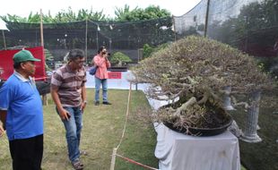 Ada Bonsai Serut Berpredikat Best in Show di Klaten, Sempat Ditawar Rp150 Juta