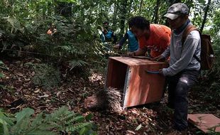 BKSDA Lepasliarkan 14 Ekor Landak Jawa di TN Gunung Merapi Yogyakarta