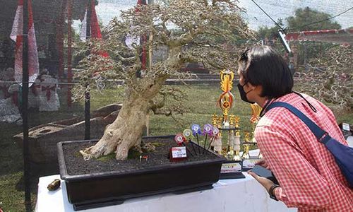 Kabupaten Klaten Ternyata Dikenal sebagai Kota Budi Daya Bonsai sejak 1987