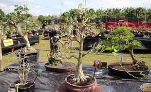 Yuk, Lihat Pameran Ratusan Pohon Bonsai Indah di Cawas Klaten