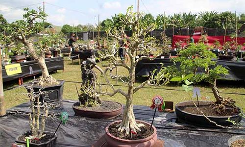 Yuk, Lihat Pameran Ratusan Pohon Bonsai Indah di Cawas Klaten