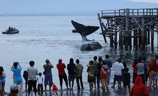 Seekor Paus Terdampar di Perairan Banyuwangi, Ini Penampakannya