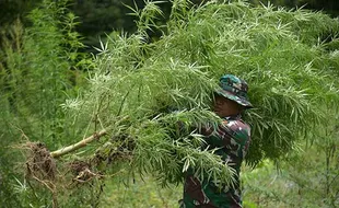 BNN Musnahkan 95.000 Batang Ganja Siap Panen di Aceh, Segini Luasnya