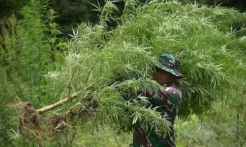 BNN Musnahkan 95.000 Batang Ganja Siap Panen di Aceh, Segini Luasnya