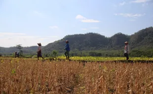 Petani Klaten Emoh Tanam Kedelai di Bulan Juli, Kenapa?