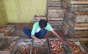 Naik Terus, Harga Telur Ayam Ras di Sragen Cetak Rekor Tertinggi