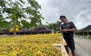 Kisah Sukses Petani Wonogiri Tanam Tembakau, Hasilnya Bisa untuk Beli Mobil