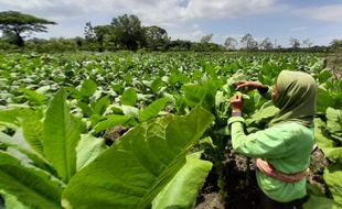 Petani Tembakau Wonogiri Ini Tetap Santuy meski Cukai bakal Naik, Ini Alasannya