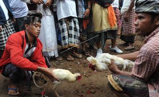 Sabung Ayam, dari Tradisi dan Ritus Jadi Judi