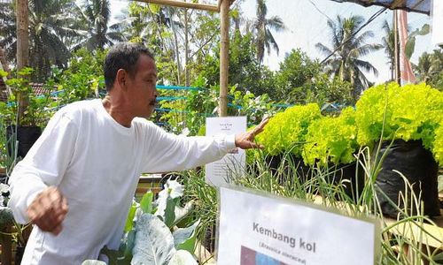 Mantap! Wujudkan Desa Mandiri Pangan, Pemdes Sidomulyo Boyolali Giatkan KRPL