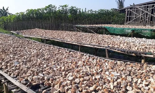 Cerita Gaplek dan Busung Lapar di Wonogiri saat Masa Penjajahan Jepang