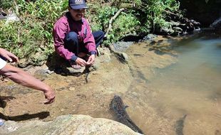 Misteri Ikan Sidat di Sungai Jurang Gandul Ponorogo