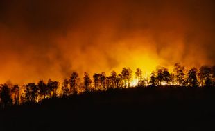 Padamkan Kebakaran Hutan di Bayat Klaten, 2 Sukarelawan Alami Luka Bakar