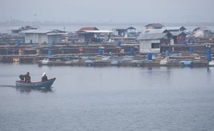 Feses Ikan Penyumbang Limbah Terbesar di WGM Wonogiri, Berapa Ton Ya?