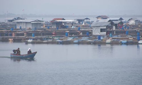 WGM Sumbang Produksi Ikan Terbanyak di Wonogiri, Capai 10.000 Ton per Tahun