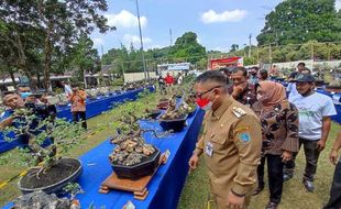 Ratusan Bonsai Dipamerkan dalam Kontes Memperebutkan Piala Wali Kota Salatiga