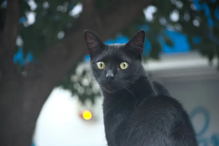 Arti Mimpi Melihat Kucing Hitam, Pertanda Kesialan bakal
