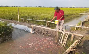 Panen Bulan Depan, Hasil Padi di Lahan Minapadi Sukoharjo Meningkat?