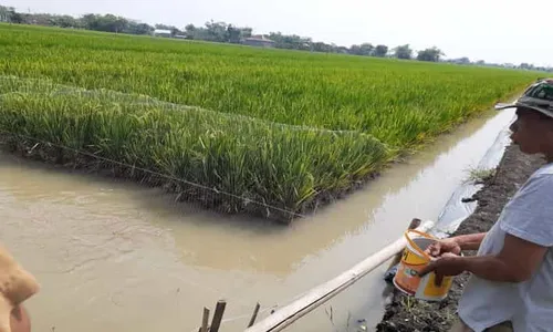 Kelurahan Sukoharjo Kembangkan Minapadi, Ini Keunggulannya