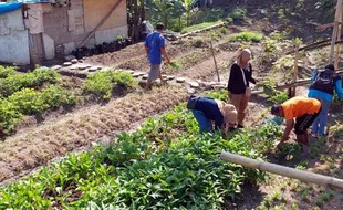 Pegawai Dinsos Sragen Borong Sayuran di Kebun Keluarga Tinggal di Tengah Sawah