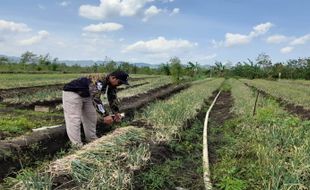 Potret Petani di Pracimantoro Wonogiri, Tanam Padi Setahun Sekali Tetap Surplus