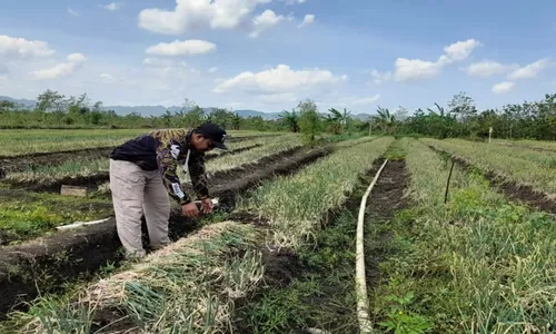 Panen Raya Bawang Merah, Ini Kisah Sukses Petani Muda Desa Jimbar Wonogiri