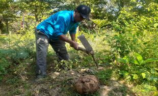 Harga Porang Anjlok, Petani Madiun Desak Kementan Standardisasi Harga