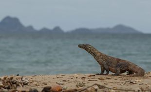 Cuaca Buruk, Kapal Dilarang Berlayar ke Pulau Komodo 11-16 Maret 2024