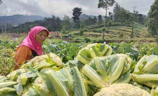 Dispertan Boyolali Beri Asuransi Gratis untuk Petani, Baru Jangkau 2 Kecamatan