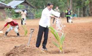 Apa itu Kelapa Genjah yang Ditanam Presiden Jokowi di Sukoharjo?