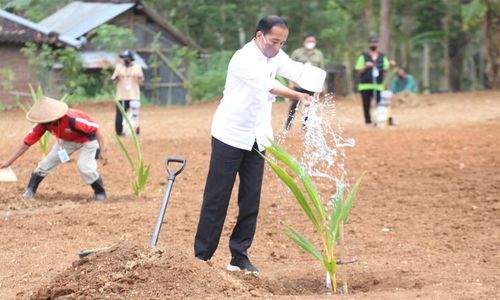 Apa itu Kelapa Genjah yang Ditanam Presiden Jokowi di Sukoharjo?