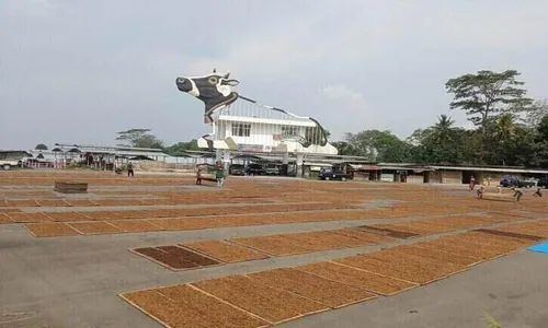 Petani Tembakau Berburu Lahan Kosong di Pusat Kota Boyolali, Ada Apa?