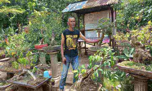 Budi Daya Bonsai, Warga jatinom Klaten Mampu Jual Rp1 Juta/Pohon