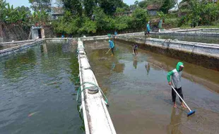 Air Umbul Manten Klaten untuk Budi Daya Ikan, Hasilnya Mengejutkan