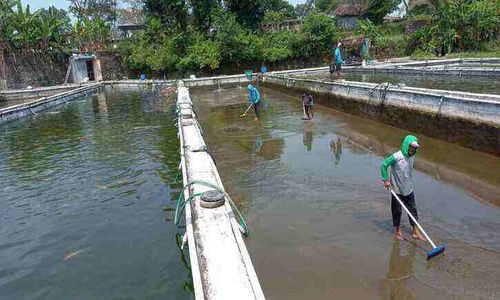 Air Umbul Manten Klaten untuk Budi Daya Ikan, Hasilnya Mengejutkan