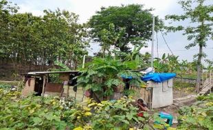 Keluarga Sragen Tinggal di Gubuk Tengah Sawah, Hidup di Perantauan Berat