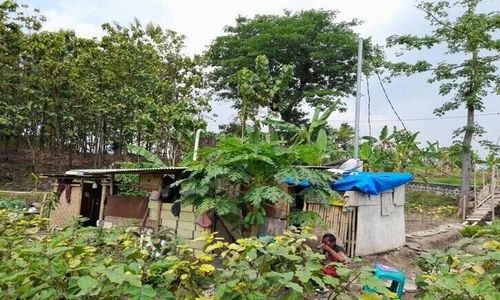 Pulang Merantau, Satu Keluarga di Sragen Malah Tinggal di Tengah Sawah