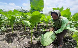 Bukan Cukai Hasil Tembakau, Petani Eromoko Wonogiri Ini Sering Keluhkan Cuaca