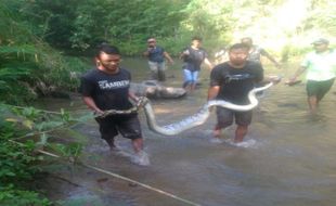 Warga Kerjo Karanganyar Tangkap Ular Piton 3 Meter Usai Makan Biawak