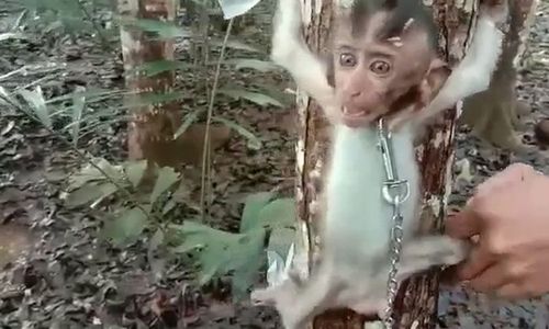 Komunitas Monkey Hate di Balik Konten Penyiksaan Bayi Monyet