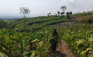 Petani Boyolali Berutang saat Menanam, Harga Tembakau Kering Malah Merosot