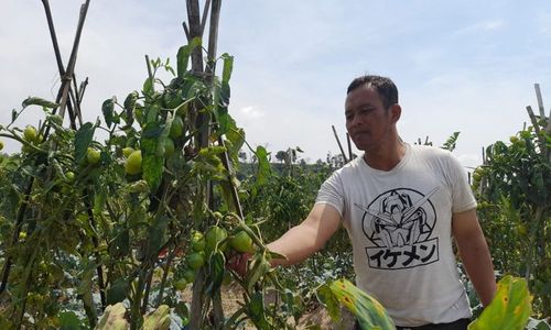 Memprihatinkan! Harga Tomat di Selo Boyolali Merosot Tajam, Hanya Rp750/Kg