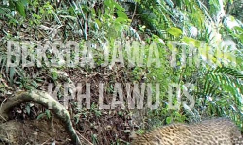 Macan Tutul Gunung Lawu Tertangkap Kamera, Biarkan Lestari Jangan Diburu