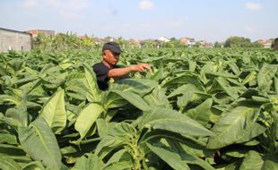 Kenaikan Cukai Rokok Pukul Telak Petani Tembakau